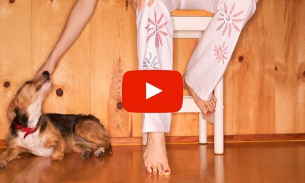 Animal Chiropractic in Illinois – Can I Adjust My Neighbor’s Pet?