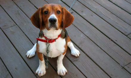 Animal Chiropractic in Illinois