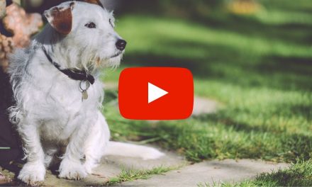 Can My Patients Really Bring in an Emotional Support Animal?