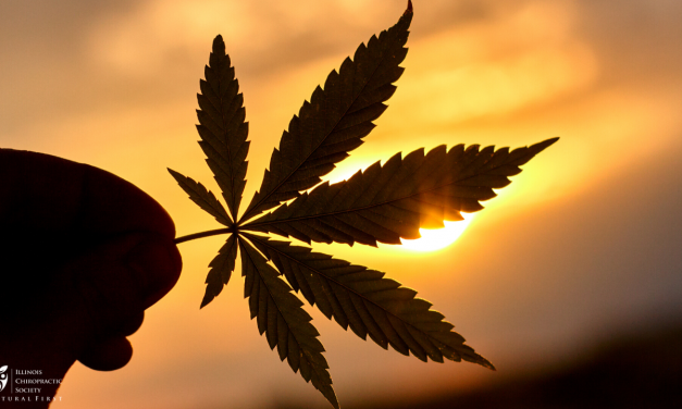 Employee Cannabis Use and the Workplace