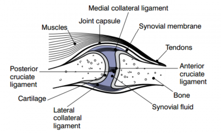 Loose Body Formation Associated with Degenerative Joint Disease and as a Primary Disorder