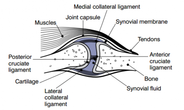 Loose Body Formation Associated with Degenerative Joint Disease and as a Primary Disorder