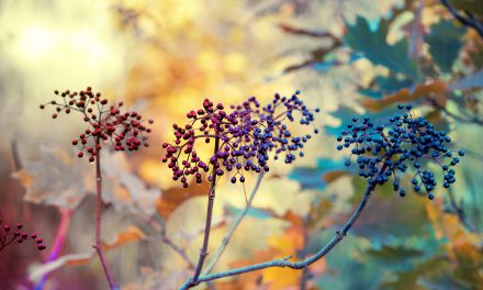 What is the Buzz About Elderberry?